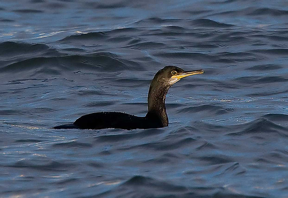 Cormorant