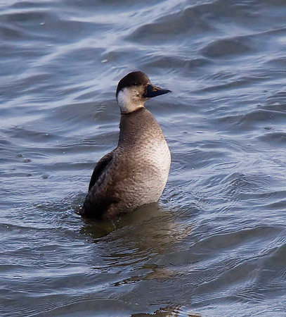 Common Scoter