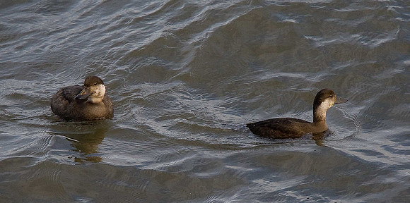 Common Scoter