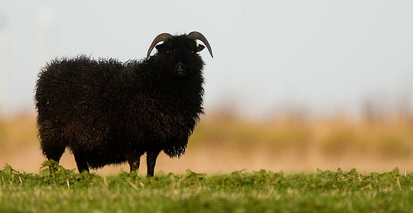 Shetland Sheep
