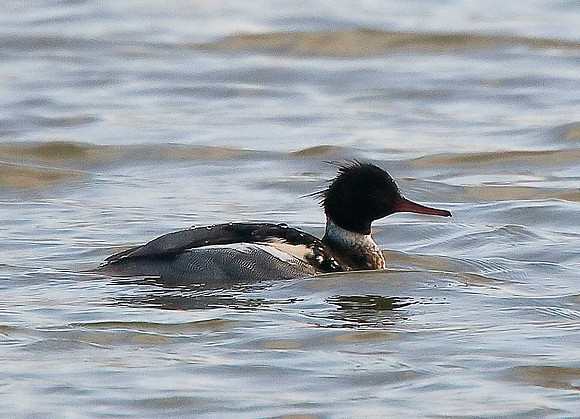 Red-breasted Merganser