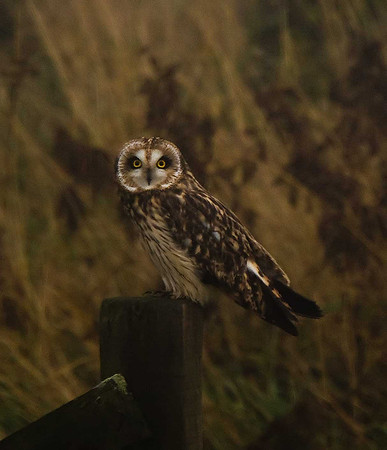 Short-eared Owl