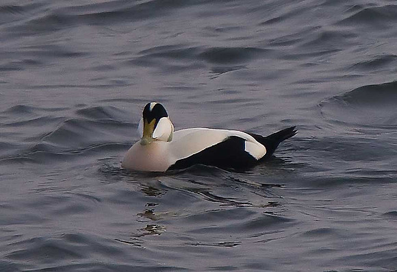 Eider