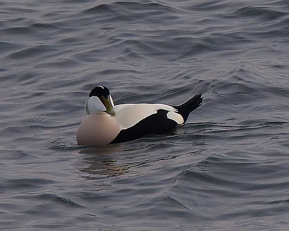 Eider