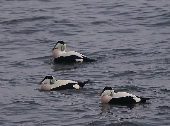 Eider