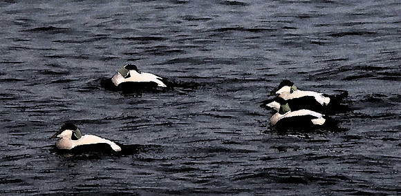 Eider
