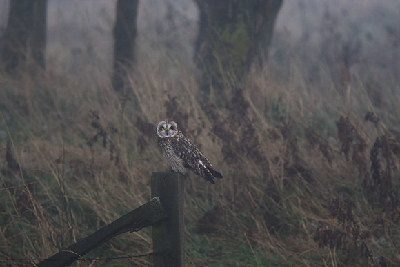 Short-eared Owl