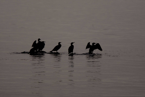 Cormorants