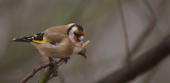 Goldfinch