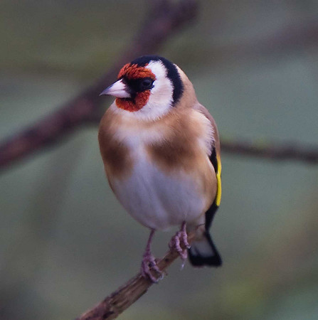 Goldfinch