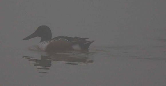 Shoveler