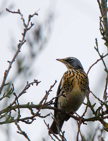 Fieldfare