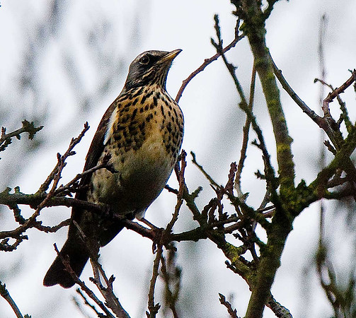 Fieldfare