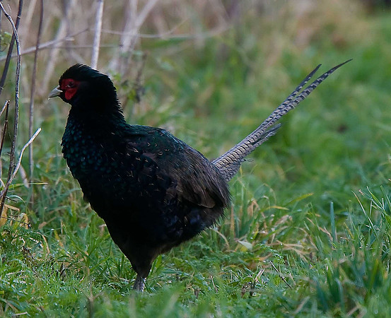 Pheasant