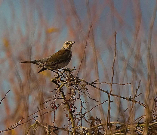 Fieldfare