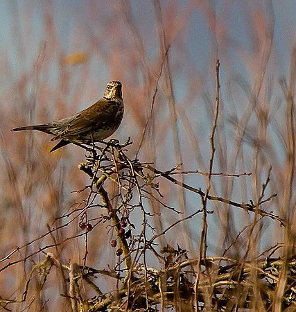 Fieldfare