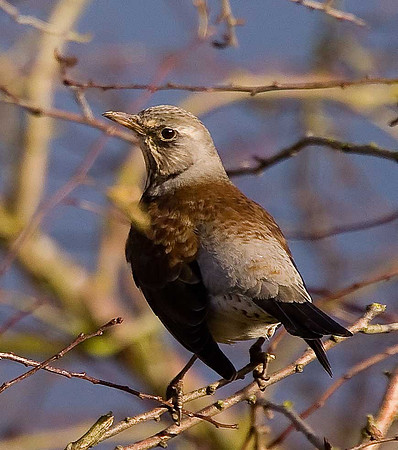 Fieldfare