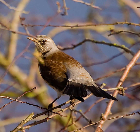 Fieldfare