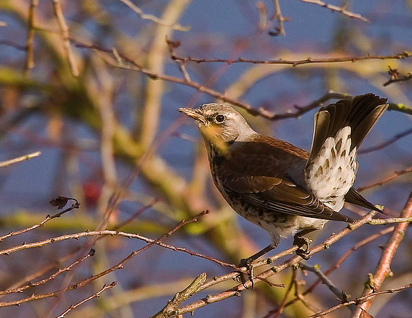 Fieldfare
