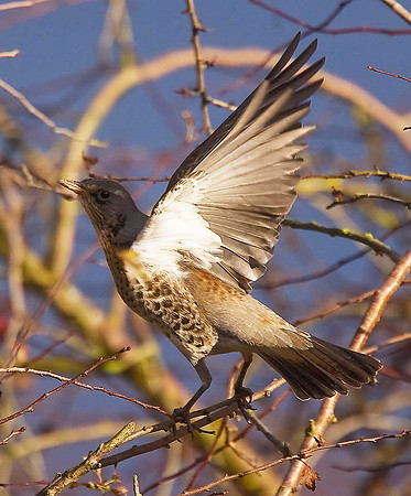 Fieldfare