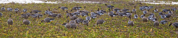 Pink-footed Geese