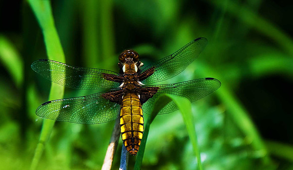 Broad-bodied Chaser