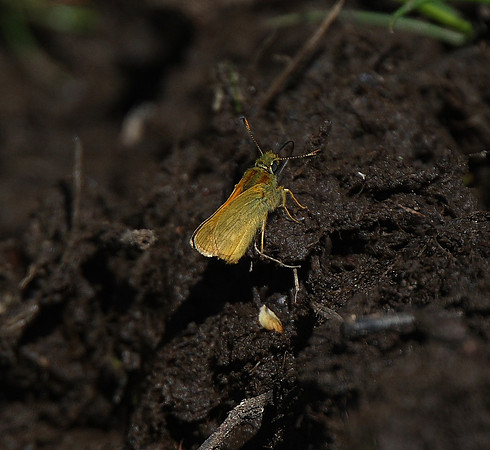 Large skipper
