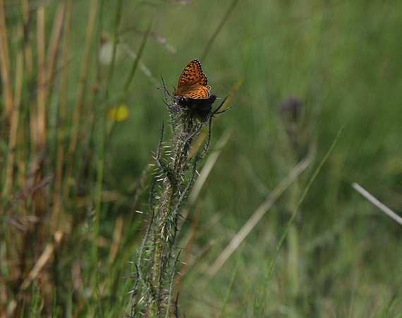 Dark green fritillary