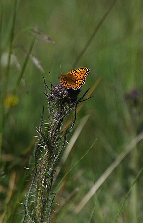 Dark green fritillary