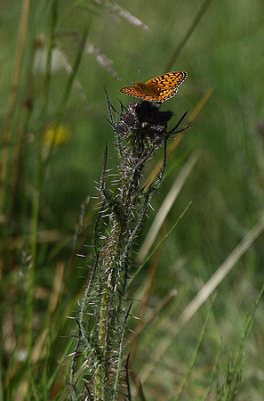 Dark green fritillary