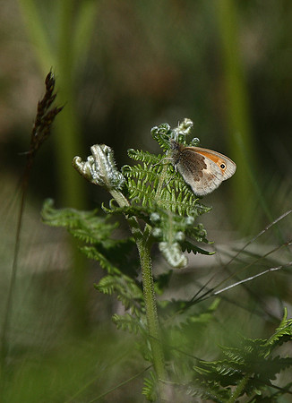 Small heath