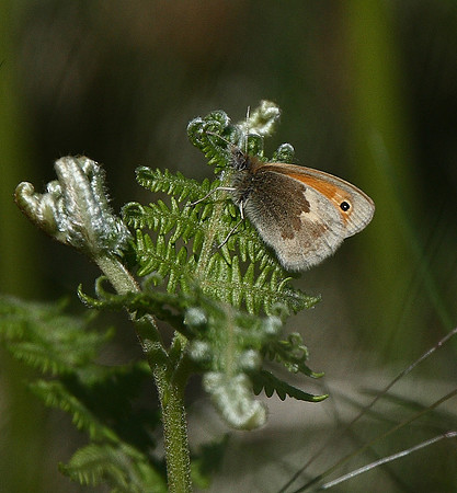 Small heath