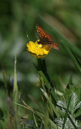 Small pearl-bordered fritillary