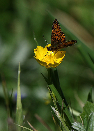Small pearl-bordered fritillary