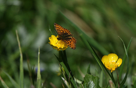Small pearl-bordered fritillary