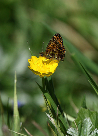 Small pearl-bordered fritillary