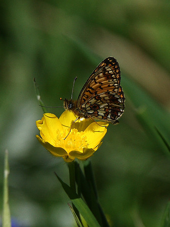 Small pearl-bordered fritillary