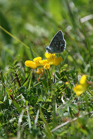 Common blue