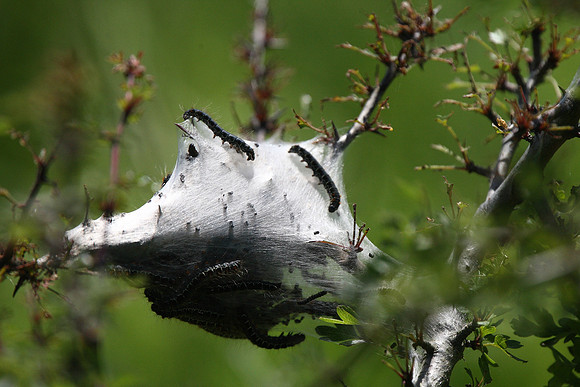 Peacock caterpillars