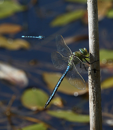 Emperor dragonfly