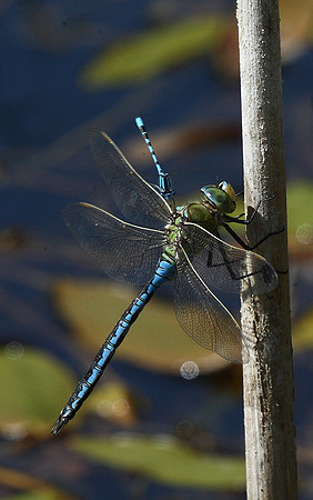 Emperor dragonfly