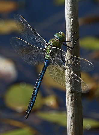 Emperor dragonfly