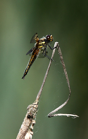 Four-spotted chaser