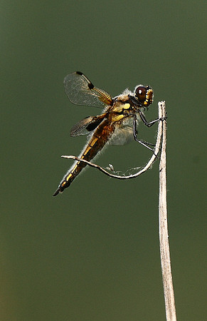 Four-spotted chaser