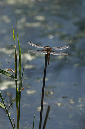 Four-spotted chaser