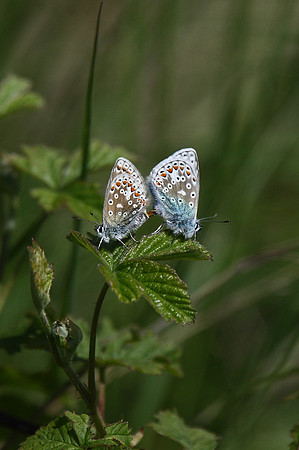 Common blues