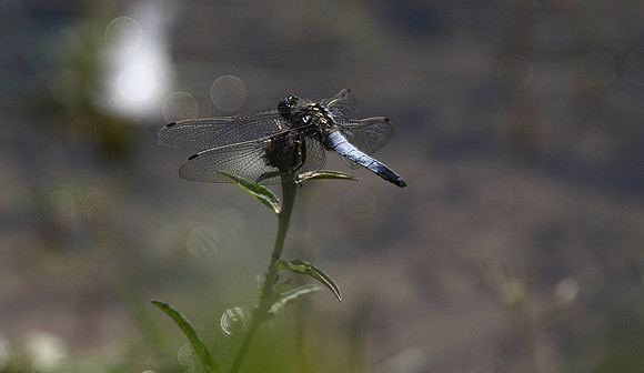 Black-tailed skimmer