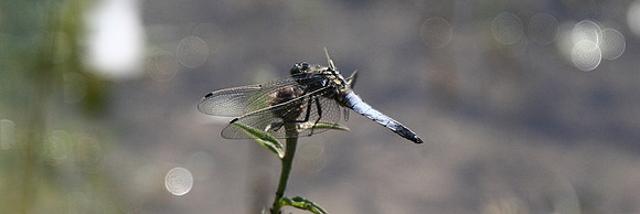 Black-tailed skimmer
