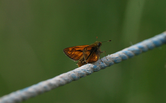 Large skipper