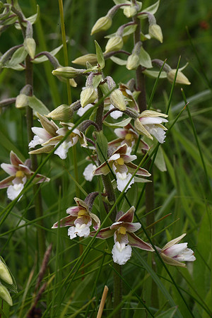 Marsh helleborine